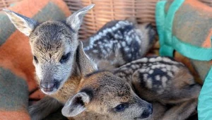 Sarenki przyszły na świat przyszły poprzez cesarskie cięcie / fot. Darek Delmanowicz