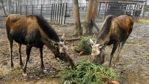 Minister środowiska ma zapłacić za szkody łosi