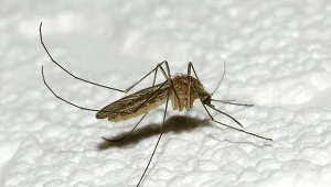  Wysoka temperatura przyspieszyła wylęg insektów.