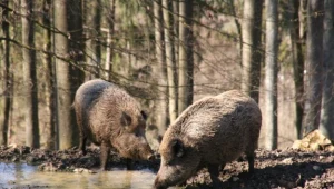 Myśliwi zabijają więcej zwierząt niż powinni