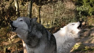 Wilki i niedźwiedzie rozrabiają - Skarb Państwa płaci