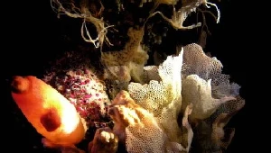 Koralowce zostały zatrzymane, a sprawę przekazano policji