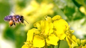 Bogactwo cennych zawartości w oleju ma zapewniać ekologiczna uprawa rzepaku