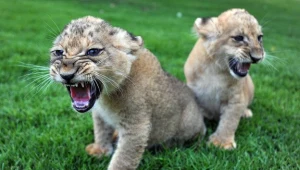 Białostocki Akcent ZOO chce sprzedać lub zamienić na inne prawie czterdzieści zwierząt