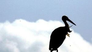 Martwego bociana znaleźli policjanci w Bliznem k. Brzozowa