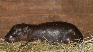 Niezwykłe narodziny we wrocławskim ZOO
