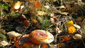 Zjadł 5 muchomorów - jego stan jest poważny