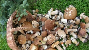 fot. Wojciech Zatwarnicki