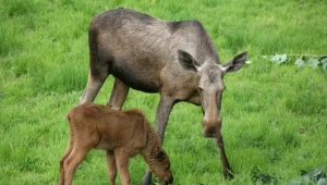 Kolejni rolnicy chcą odszkodowań za szkody łosi