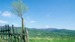 Mgła na bieszczadzkich połoninach