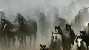 Powstaje szlak konny imienia "Hubala"