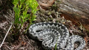 Żmije ofiarami tegorocznych powodzi