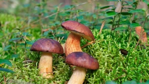 Uważajmy, by grzybobranie nie zakończyło się tragedią