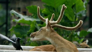 Tuż przed zmrokiem i o świcie, można usłyszeć przeciągłe, tęskne stękanie i porykiwanie samców