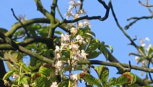 W Łodzi co roku rusza akcja ratowania kasztanowcópw przed szkodnikami