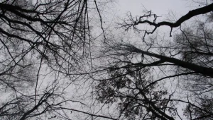 Zbiór nasion leśnych na Podkarpaciu