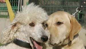 Łodzianie nie zapłacą za czworonoga