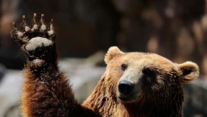 Na Podkarpaciu żyje ponad 100 niedźwiedzi