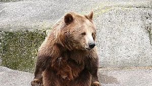 Niedźwiedzie nadal nie śpią / fot. T. Piekarski