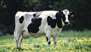 Wszystko wskazuje na to, że krasula potrafi nieźle namieszać...