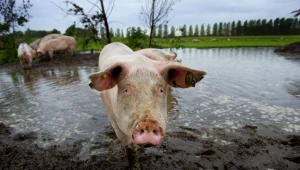 Za anulowanie kary mężczyzna zaproponował policjantom ćwiartkę świni...