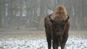 Przy drogach specjalne znaki ostrzegają przed żubrami