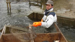 Karp 14 złotych wart