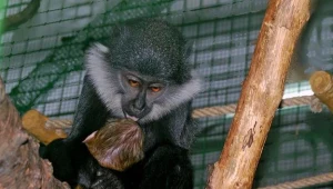 Takiego cudaka wrocławskie ZOO jeszcze nie widziało...