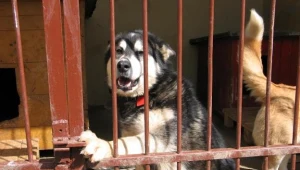 Skazani będą pracować z psami ze schroniska w Hajnówce