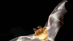 Grotołazi ze Speleoklubu Beskidzkiego liczą zimowe stanowiska nietoperzy