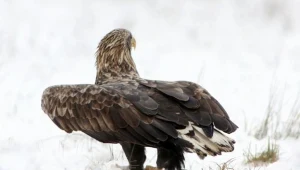 Plany pokrzyżowały bieliki / fot. A. Ślązok