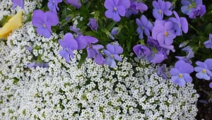 O obyczajach wiosennych i letnich