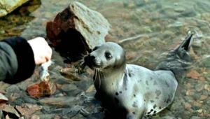 Okres wczesnej wiosny to czas, kiedy foki szare przychodzą na świat