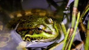 Liczebność żab bardzo spada, a są to naturalni wrogowie owadów - m.in. komarów