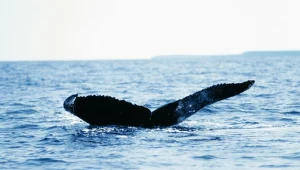 Niezwykli Mieszkańcy Oceanu