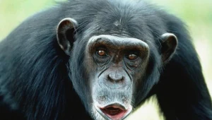 Posiadanie szympansa jest w Polsce surowe zabronione