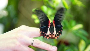 Pierwszą w regionie motylarnię otwarto 20 kwietnia w łódzkim ZOO/fot. G. Michałowski