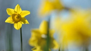 Zmień swoje podwórko i wygraj
