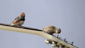 Gitarowy Rekord Guinnessa we Wrocławiu