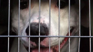 fot. Marcin Smulczyński