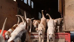 Szczątki psów znaleziono w pobliżu schroniska dla zwierząt