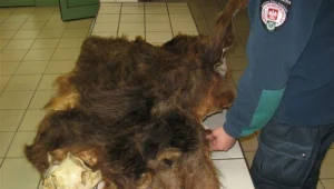 Za prezent od znajomych myśliwych może trafić za kratki / fot. Służba Celna