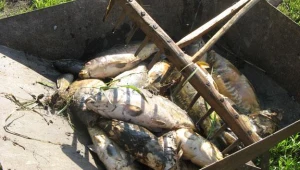 Odłowili śnięte ryby