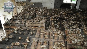 Złodzieje ukradli 12 ton ślimaków