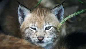 W Przemyślu będą leczyć rysie