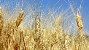 Polsce grozi susza. Deszcz potrzebny od zaraz