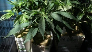 Działacz Wolnych Konopi zatrzymany za uprawę konopi indyjskich