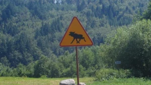 Wandale niszczą znaki ostrzegające przed łosiami na drodze