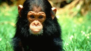 Lepsze warunki będą miały m.in. małpki