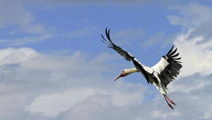 Zła pogoda przyczyną słabych lęgów wśród niektórych ptaków